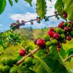 Royal Kona 100% Hawaiian Whole Bean Coffee