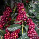 Pacamara Specialty Coffee from Guatemala, Whole Bean