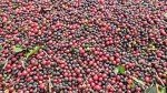 Unleashed Brazilian Unroasted Coffee Beans - 2 LB