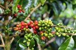 Colombian Caturra Whole Bean Medium Roast Coffee