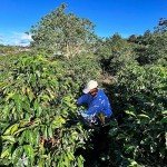 Costa Rica Peaberry Whole Bean Coffee – 16oz