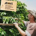 Above Coffee 100% Arabica Whole Bean Dark Roast