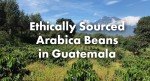 Guatemala Medium Roast Arabica Coffee - 12oz Bag