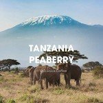 Tanzania Peaberry Coffee, Freshly Roasted, 453g