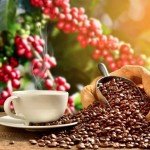 Lion Coffee Vanilla Macadamia Light Roast Beans - 10 Oz
