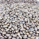 Sulawesi Toraja Gourmet Arabica Coffee Beans - 5 lbs