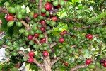 Panama Boquete Café Duran Whole Coffee Beans 12oz