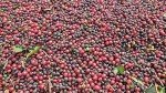 Brazilian Unroasted Coffee Beans - 5 LB Bag