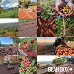 Brazilian Coffee Sampler – 2-Pack, Freshly Ground
