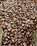 Cameron's Pumpkin Spice Holiday Ground Coffee, 12oz