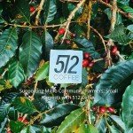 Colombian Specialty Fresh-Roasted Coffee Beans, 12oz