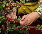 Hacienda Venecia Colombian Medium Roast Coffee Beans
