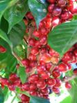 Nicaragua SHG Fancy La Rubia Coffee Beans 5 lbs