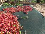 Nicaragua SHG Fancy La Rubia Coffee Beans 5 lbs