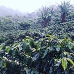 Guatemala Premium Green Unroasted Coffee Beans, 5 Lbs