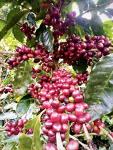 Guatemala Premium Green Unroasted Coffee Beans, 5 Lbs
