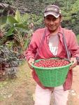 Guatemala Premium Green Unroasted Coffee Beans, 5 Lbs