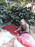 Guatemala Premium Green Unroasted Coffee Beans, 5 Lbs
