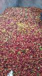 Colombian Green Coffee Beans from El Nivel 50 Lb