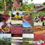 Brazilian Coffee Sampler - 2-Pack Whole Beans
