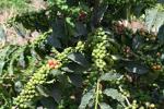 Kenya AB Green Arabica Coffee Beans - 3 LB