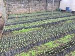 Kenya AB Green Arabica Coffee Beans - 3 LB