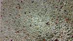 Colombian Green Coffee Beans from El Nivel 10 lb