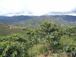 Colombian Green Coffee Beans from El Nivel 10 lb