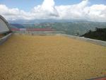 Colombian Green Coffee Beans from El Nivel 10 lb