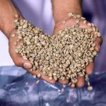 Cielito Paradise Castillo Green Coffee Beans, 2 lbs