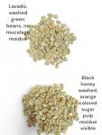 Ahuachapan Green Unroasted Coffee Beans, 3 lb