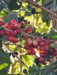 Ahuachapan Green Unroasted Coffee Beans, 3 lb