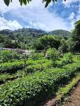 Ahuachapan Green Unroasted Coffee Beans, 3 lb