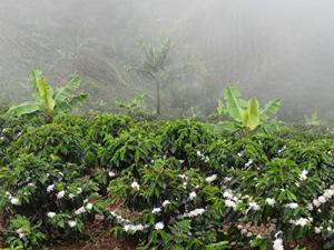 Colombian Green Coffee Beans 1.4kg - Farm Fresh