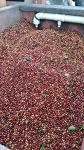 Colombian Green Coffee Beans 1.4kg - Farm Fresh