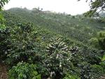 Colombian Green Coffee Beans 1.4kg - Farm Fresh
