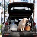 Collapsible BPA-Free Water Container for Camping