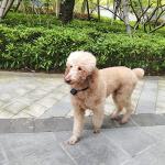 WiFi HD Pet Collar Camera with Night Vision