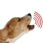 US Patrol Alarm Security Bar - Effective Protection