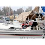 Gowithwind Collapsible Water Jug for Emergency & Camping