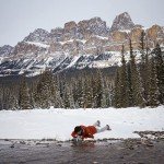 LifeStraw Personal Water Filter for Emergency Preparedness
