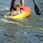 Adjustable Kayak Paddle - Lightweight Aluminum Alloy Blade