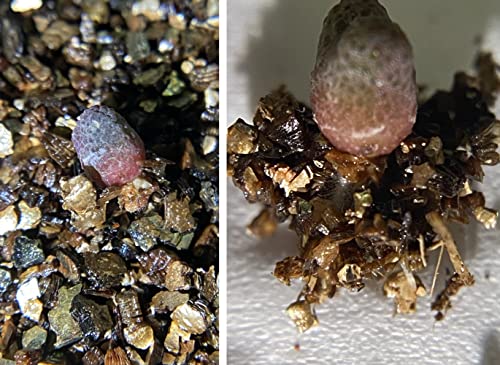 Organic Vermiculite Granules for Plants and Gardening (10 Quarts)