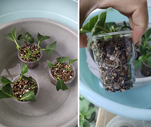 Organic Vermiculite Granules for Plants and Gardening (10 Quarts)