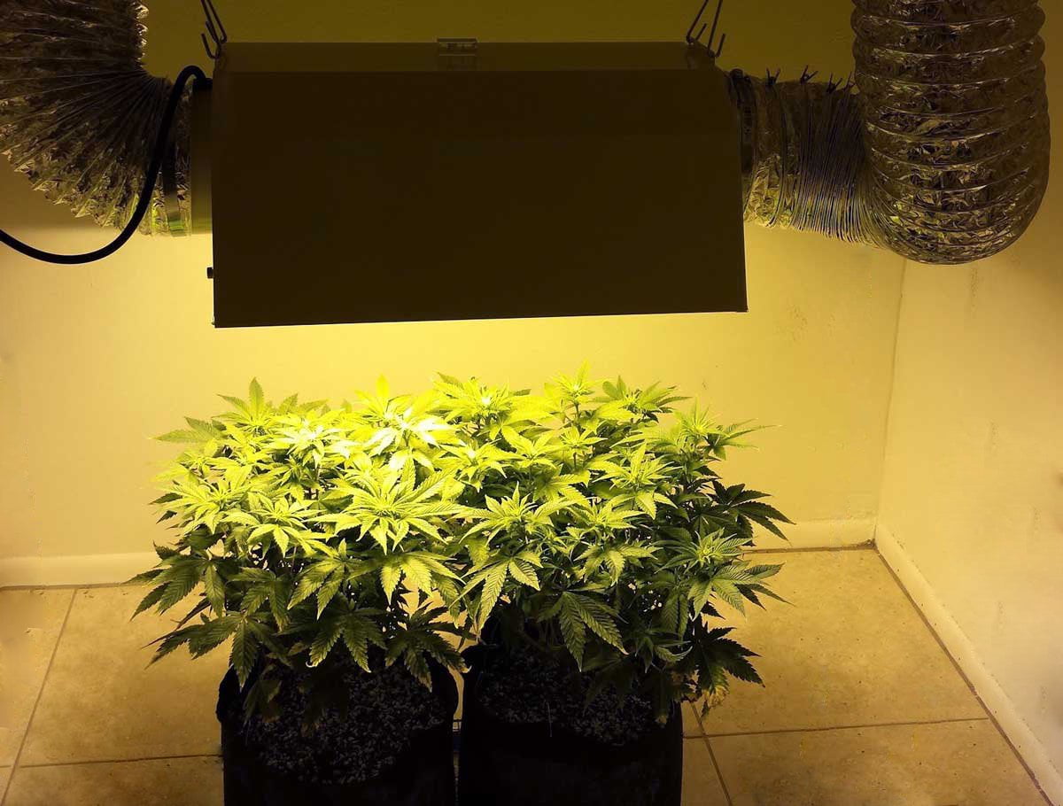 iPower 600W Digital Dimmable Grow Light Kit