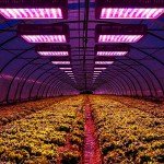 Beelux 1000W Full Spectrum LED Grow Light