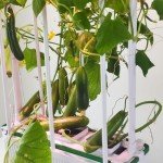 E SUPEREGROW Indoor Hydroponics System with LED Light