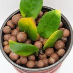Organic Leca Clay Pebbles for Hydroponic Growing