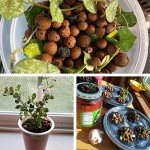 Organic Leca Clay Pebbles for Hydroponic Growing