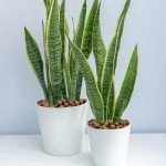 Organic Leca Clay Pebbles for Hydroponic Growing